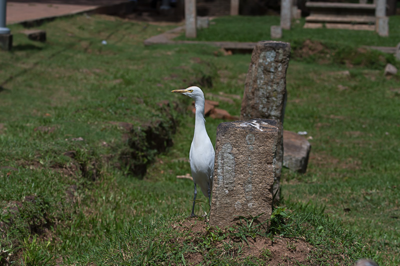 Oostelijke Koereiger